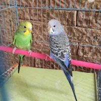 یک جفت مرغ عشق