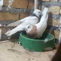کفتر
