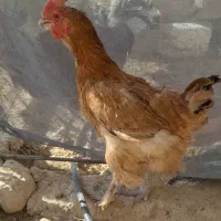 مرغ دیلگونی