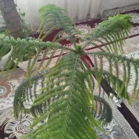 کاج مطبق|گل و گیاه طبیعی|مشهد, بهمن|دیوار