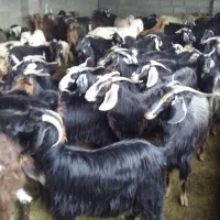 بز و بزغاله داشتی