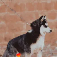 فروش سگ هاسکی