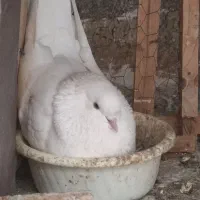 کبوترفروشی گرگان