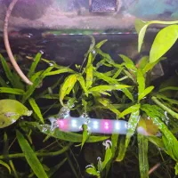 آکواریوم پلنت|ماهی|سرپل ذهاب, |دیوار