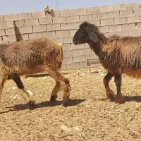 بره