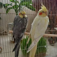 عروس هلندی جفت