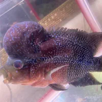 فلاور تایلندی|ماهی|خسروشاه, |دیوار