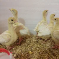 جوجه بوقلمون بیوتی (۶ زرین) ۱۰ روزه