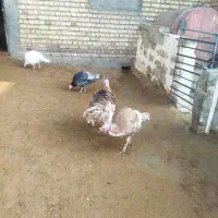 چهار عدد بوقلمو دوتا نر دوتا ماده|حیوانات مزرعه|ماهیدشت, |دیوار