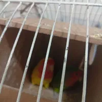 جفت طوطی برزیلی و مرغ عشق