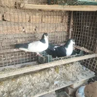 یه جفت کلاغ دم نروماده به شرط بدون یک پر لای دم