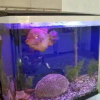 فروش اکواریم با ماهی های گوشت خوار|ماهی|فردیس, شهرک ۱۱۰|دیوار