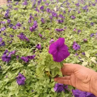 تولید گلهای باغچه ای وفضای سبز شرکت های وویلا|گل و گیاه طبیعی|لامرد, |دیوار