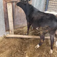 گوساله (نوبر نوکل) گوساله بومی