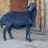 بره گوچ دو دندون