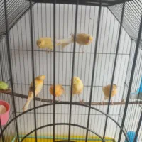 ۶ عدد قناری ۵تا نر