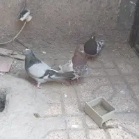 سلام ۴تا کفتر باهم به فروش میرسد