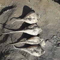 چغندر ملحمی