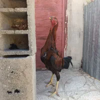 فروش  خروس لاری ترک آگهی رو کامل بخونید