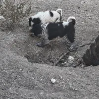 واگذاری قهدریجونی همه چی تموم|سگ|ارسنجان, |دیوار