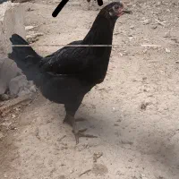 مرغ|حیوانات مزرعه|کازرون, |دیوار