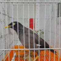 مرغ مینا سخنگو