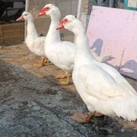 اردک اسرائیلی