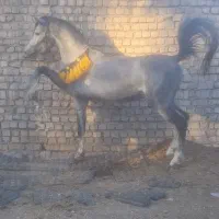 اسب عرب خالص ایرانی|اسب و تجهیزات اسب‌سواری|قم, پردیسان|دیوار