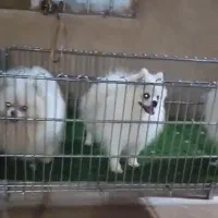 سگ پامر|سگ|شیراز, اکبر آباد|دیوار