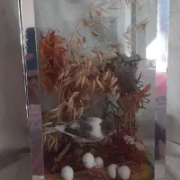 دکوری|پرنده|نهاوند, |دیوار