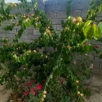 باغ 800متری ملکی سند تک برگی|فروش خانه و ویلا|مشهد, لک لک|دیوار