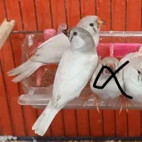 فنچ زبرا رنگ خاص|لوازم جانبی حیوانات|اهواز, کوی علوی|دیوار