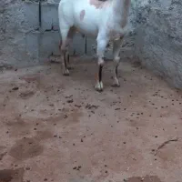 فروش کهره نر سومال چاق پلم