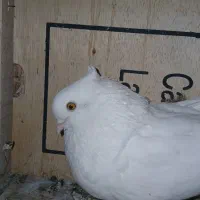 کفتر پرشی نوک جمع