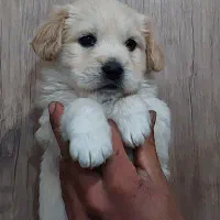 سگ شیتزو عروسکی|سگ|آباده, |دیوار