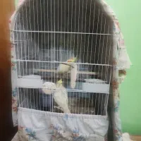 جفت طوطی عروس هلندی مولد تضمینی