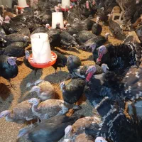 تخم نطفه دار بوقلمون برنز و بوربون|حیوانات مزرعه|شیراز, شهرک قمشه|دیوار