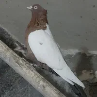 کفتر سینه سرخ|پرنده|تهران, شارق|دیوار