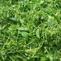 کارگاه محصولات رب سبزی سرخ شیره عسل مرباترشی سرکه|عمده‌فروشی|ملایر, |دیوار