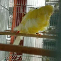 قناری فر شامپیون نر بخوان|پرنده|رشت, نیکمرام|دیوار