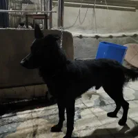 سگ ژرمن ورک|سگ|شیراز, ارم|دیوار