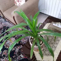 گل طبیعی شاداب|گل و گیاه طبیعی|مشهد, کارمندان دوم|دیوار