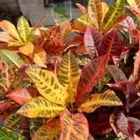 گل آپارتمانی کروتون،فیلودندرون،زاموفیلیا، فیکوس