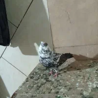 کفتر یا کبوتر