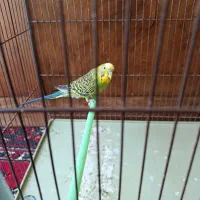 مرغ عشق