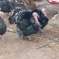 بو قلمون محلی ارگانیک|حیوانات مزرعه|کرمان, |دیوار