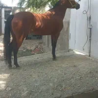 اسب مادیون جوان