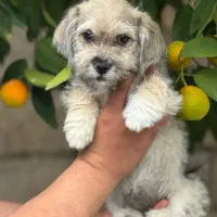 واگذاری شیتزو تریر سایز ریز