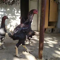 یک ست لاری دانگ بالا سلامت