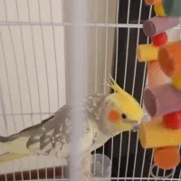 عروس هلندی سالم دستی|پرنده|طرقبه, |دیوار